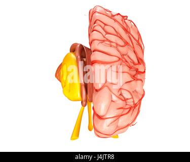 Illustration of the anatomy of the human brain and its arteries. Stock Photo