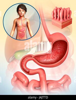 Illustration of a child's stomach and intestinal villi. Stock Photo