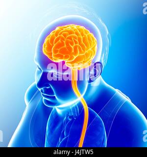 Illustration of male brain and spinal cord. Stock Photo