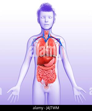 Illustration of a child's body organs. Stock Photo