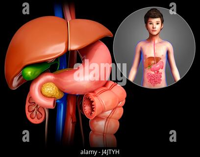 Illustration of the anatomy of a child's liver and stomach. Stock Photo