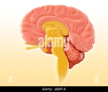 Anatomy of Sagittal Section of Human Brain Stock Photo - Alamy