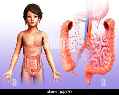 Illustration of the anatomy of a child's large intestine. Stock Photo