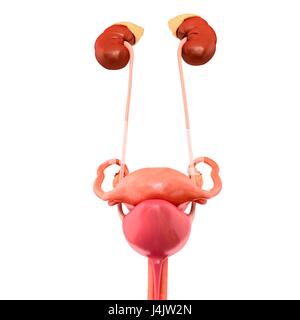 Illustration of female reproductive and urinary systems Stock Photo - Alamy