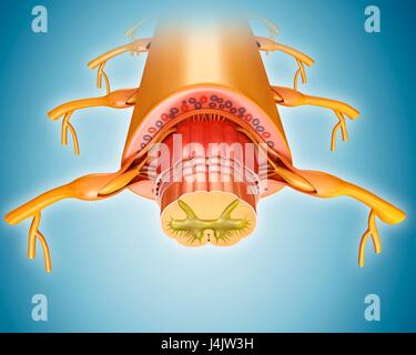Illustration of a cross-section through a human spinal cord. Stock Photo