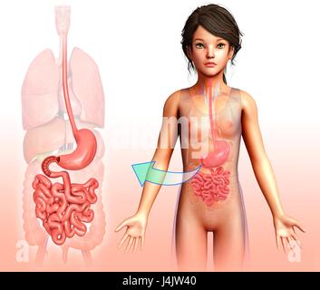 Illustration of a child's stomach and small intestines. Stock Photo