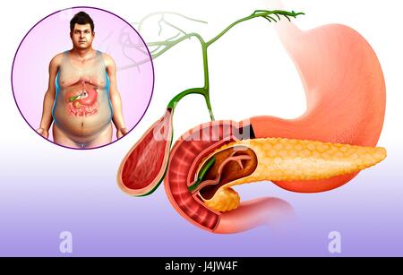 Illustration of the gallbladder, duodenum and pancreas. Stock Photo