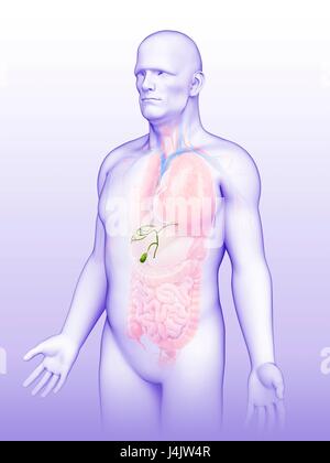 Illustration of male gallbladder. Stock Photo