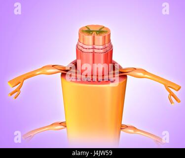 Illustration of a cross-section through a human spinal cord. Stock Photo
