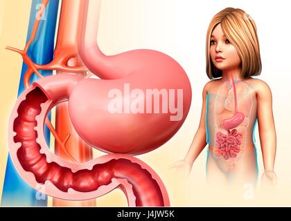Illustration of a child's stomach and duodenum. Stock Photo