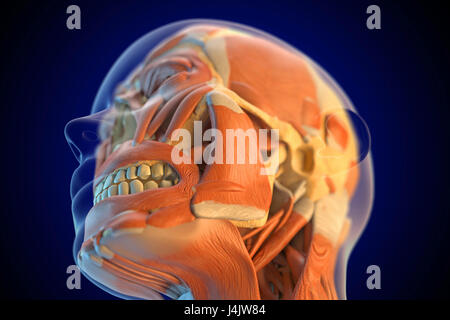 Human facial muscles, illustration. Stock Photo