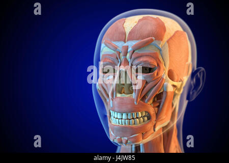 Human facial muscles, illustration. Stock Photo