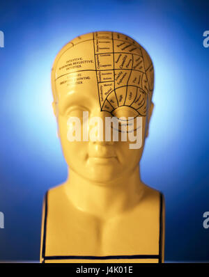 Medicine, model head, marks, brain functions medicine, science, head, model, show model, teaching model, head model, representation, division, functions, brain capacity, brain, ranges, brain cuts, teaching material, competence, illustrative material, object photography, still life Stock Photo