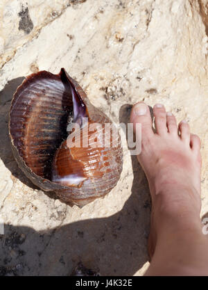 Large sea snail (Tonna galea or giant tun) on rock and human leg near in sun summer day. View from above. Stock Photo