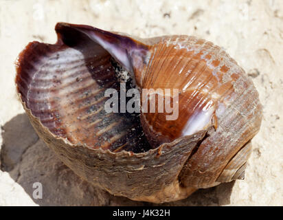 Very large live sea snail (Tonna galea or giant tun) on rock in sun summer day. Close up view. Stock Photo