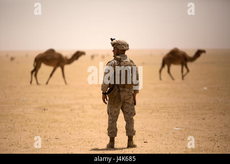 CAMP BUEHRING, Kuwait (April 23, 2017)— U.S. Marine Lance Cpl. Josue Fuentes of Purcellville, Virginia, a field artillery canon crewman assigned to Fox Battery, 3rd Battalion, 6th Marine Regiment, 24th Marine Expeditionary Unit (MEU) watches a herd of camels pass by his artillery position, putting the entire gun line in a check-fire until the animals pass at an indirect firing range outside Camp Buehring, Kuwait April 23, 2017. The Marines are in Kuwait for a sustainment training evolution.  The 24th MEU is currently deployed with the Bataan Amphibious Ready Group in support of maritime securi Stock Photo