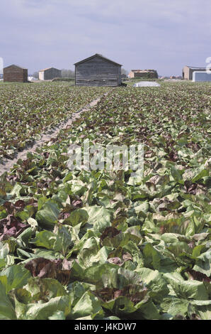 Italy, Veneto, Isola Verde, salad plantation, Radicchio economy, agriculture, field, salad field, salad annex, lettuce, green salad, chicory, Cicorino, head chicory, chicory salad, Radicchio Rosso, red endive, red chicory, Cichorium intybus var. foliosum, leaves, red, nutrition, healthy, food, vegetarian, rich in vitamins, vegetables, leafy vegetables, vitamins, raw vegetarian food Stock Photo