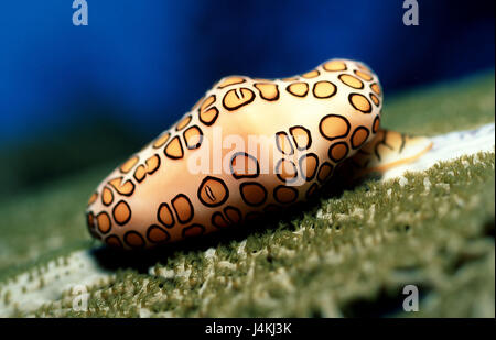 Yellow-mottled Eischnecke, Cyphoma gibbosum Stock Photo