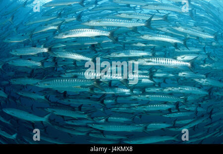 Dark fin barracudas, Sphyraena qenie Stock Photo