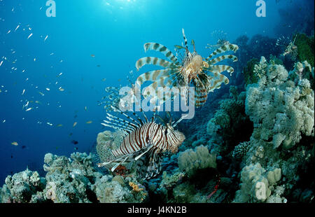 Red fire fish, Pterois volitans, coral reef, scorpion fishes, scorpion's fish, sea scorpions, Scorpaenidae, Stock Photo