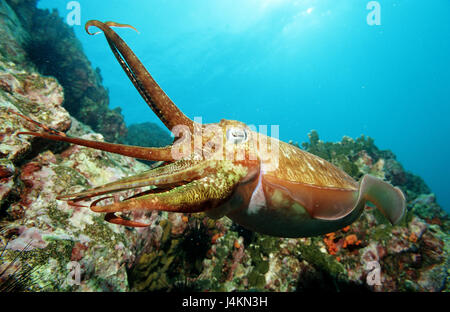 Pharaoh's cuttlefish, cuttlefish pharaonis Stock Photo