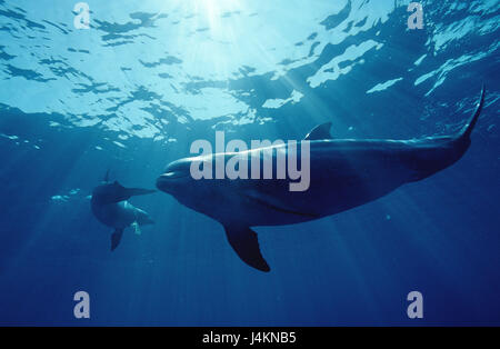 Big tumblers, Tursiops truncatus Stock Photo