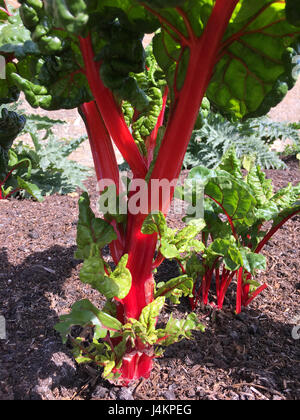 Swiss chard growing in a vegetable patch, with artichokes behind Stock Photo
