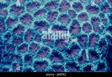 Fluorescent stone coral, Madreporaria Stock Photo