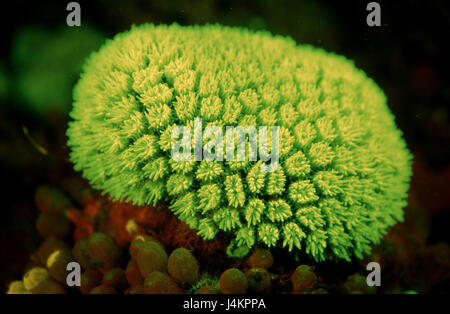 Fluorescent stone coral, Madreporaria Stock Photo