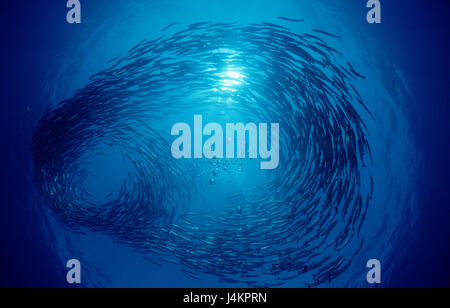 Fish dream, dark fin barracudas, Sphyraena qenie, formation, back light Stock Photo