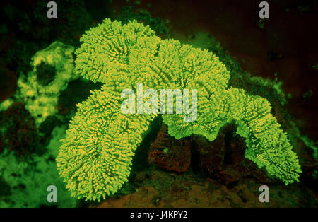 Fluorescent stone coral, Madreporaria Stock Photo