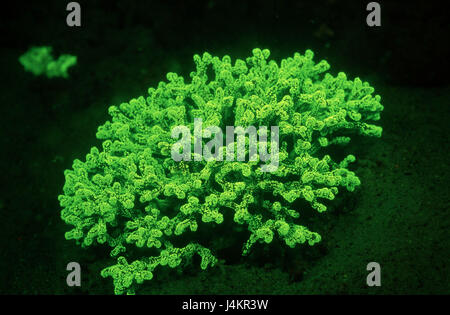 Fluorescent stone coral, Madreporaria Stock Photo