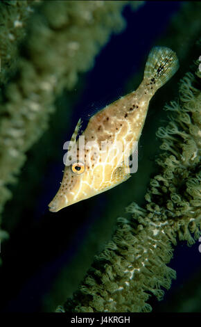 Slender file fish, Monacanthus tuckeri Stock Photo