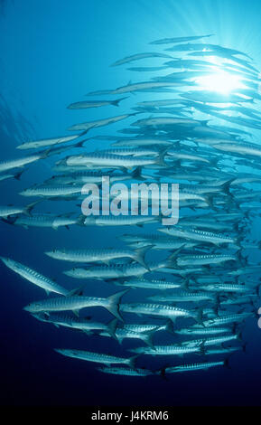 Fish dream, dark fin barracudas, Sphyraena qenie, back light Stock Photo