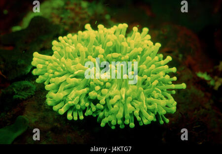 Fluorescent anemone, Heteractis sp., coral reef Stock Photo