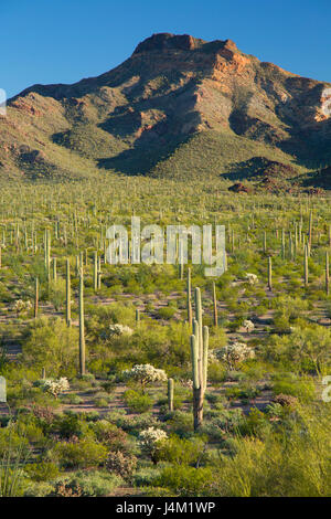 Desert with saguaro along Ajo Mountain Drive, Organ Pipe Cactus National Monument, Arizona Stock Photo