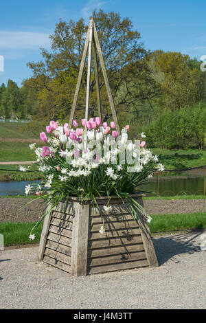 Tulips 'Hakuun' (white), Passionale' (purple), 'Rosalie' (pink) and Narcissus 'Thalia' in a planter Stock Photo