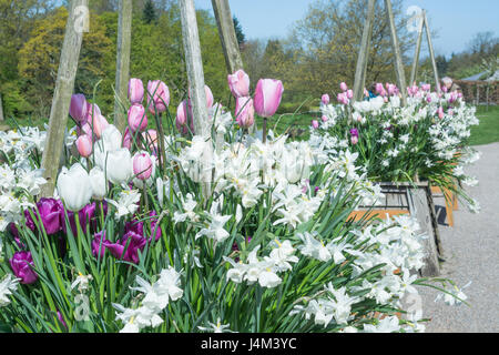 Tulips 'Hakuun' (white), Passionale' (purple), 'Rosalie' (pink) and Narcissus 'Thalia' Stock Photo