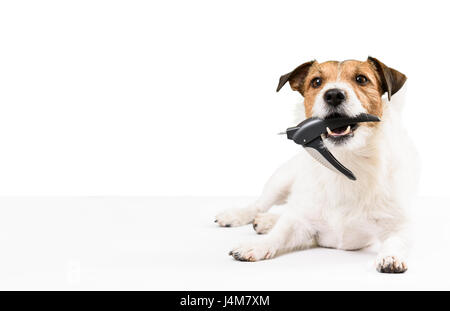 Dog holding nail clipper in mouth needs nails trimming Stock Photo