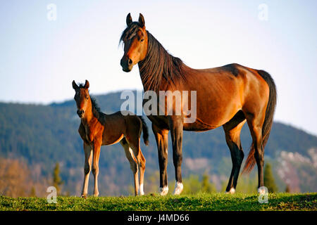 Purebred Bay Arabian Mare with few week old Foal standing together at pasture. Stock Photo