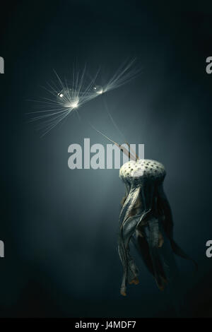 Close up of water droplets on dandelion seeds Stock Photo
