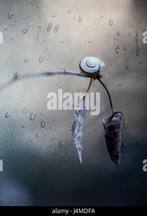 Snail crawling on leaf with rain and green background Stock Photo - Alamy