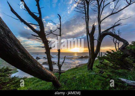 Trees on hill near ocean at sunset Stock Photo