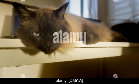 siamese thai brown cat lay on table.