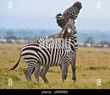 A plains zebra (Equus burchelli) stallion fights a Grevy's-plains zebra hybrid (E. grevyi x E. burchelli). Ol Pejeta Conservancy, Kenya. Stock Photo
