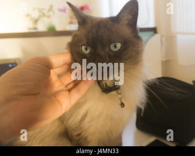 Thai cat was scared by hand. Stock Photo