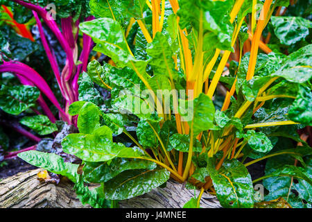 Colorful chard growing at the allotment Stock Photo