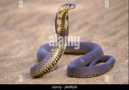 Namibia, Desert, Egyptian Cobra, Well, Haje Anchietae, Raised South 