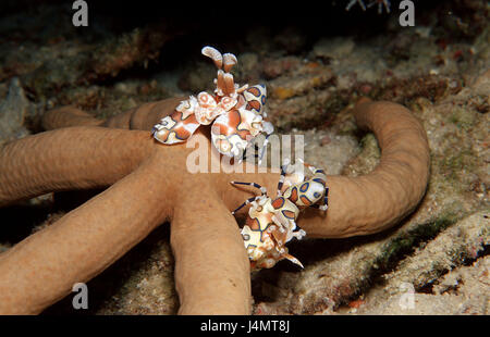 Harlequin's shrimps, Hymenocera elegans, starfish, eat Stock Photo