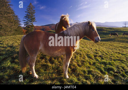 Germany, Upper Bavaria, priest's angle, mountain pasture, Haflinger Europe, Bavaria, alp, alp economy, animals, mammals, horses, horse's race, riding horses, carriage horses, keeping of pets, appropriate to the species, food search, eat, summer Stock Photo
